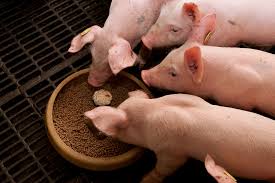 Higa Pig Blanda